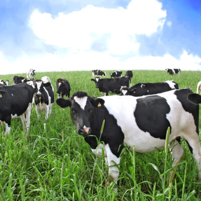 Agricoltura e Zootecnia